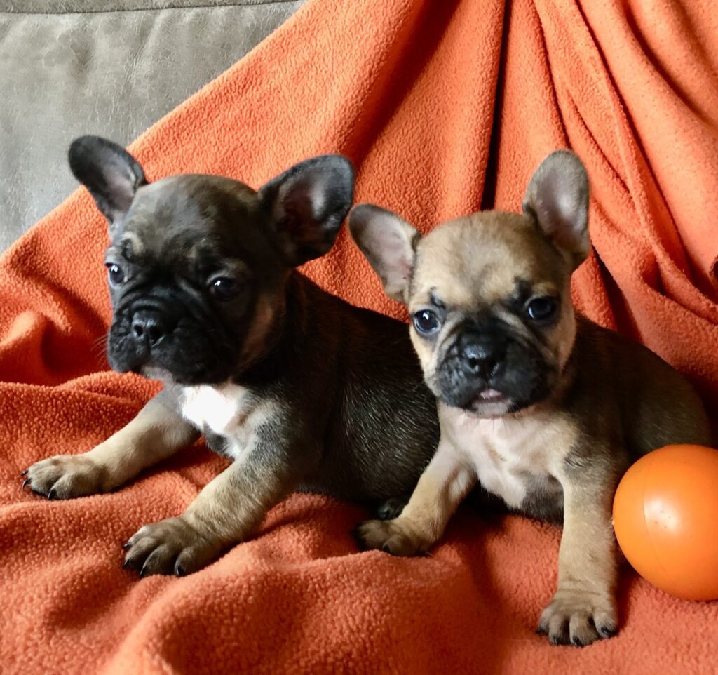 2 sable boys, one lighter and one darker, when 6 weeks old.