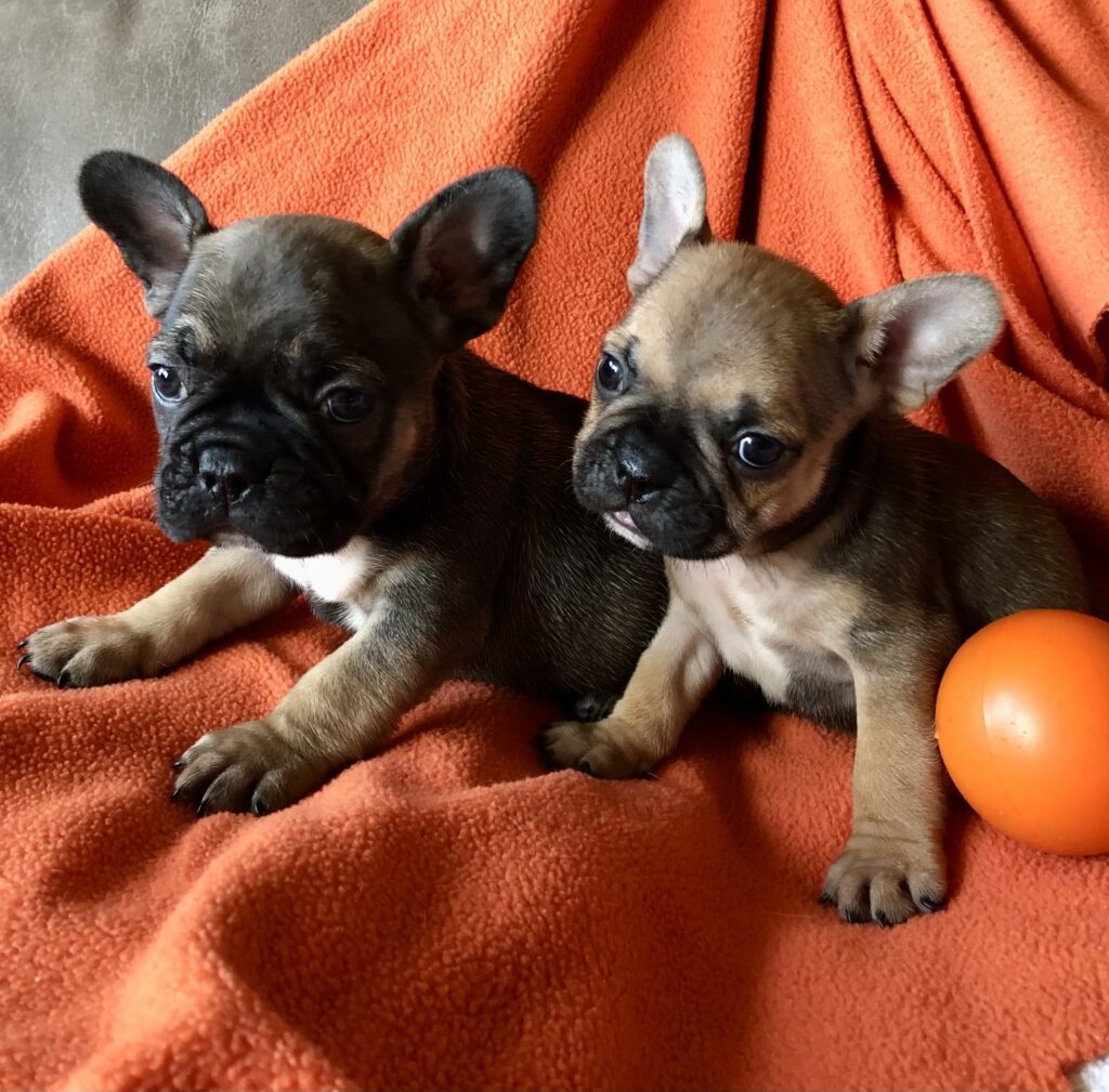 2 sable boys, one lighter and one darker, when 6 weeks old.