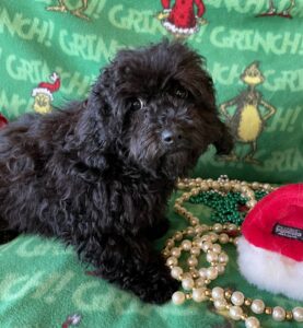 5 month old female cavapoo. Photo taken 12-6-24, female, Desi, getting really fluffy!