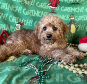 7 Month old cavapoo. Photo taken 12-6-24, male