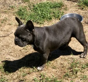 Sampson, 1 year, neutered Frenchie, loves water. 