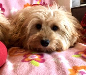 For those with a pup from us, or refrences make offer: 7 month old, cavapoo