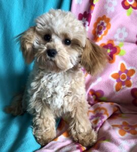 For those with a pup from us, or refrences make offer: Cavapoo 7 month old, tiny male