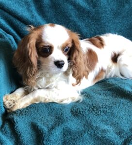 new photo, 1.5 year old female, Carolina Herrera