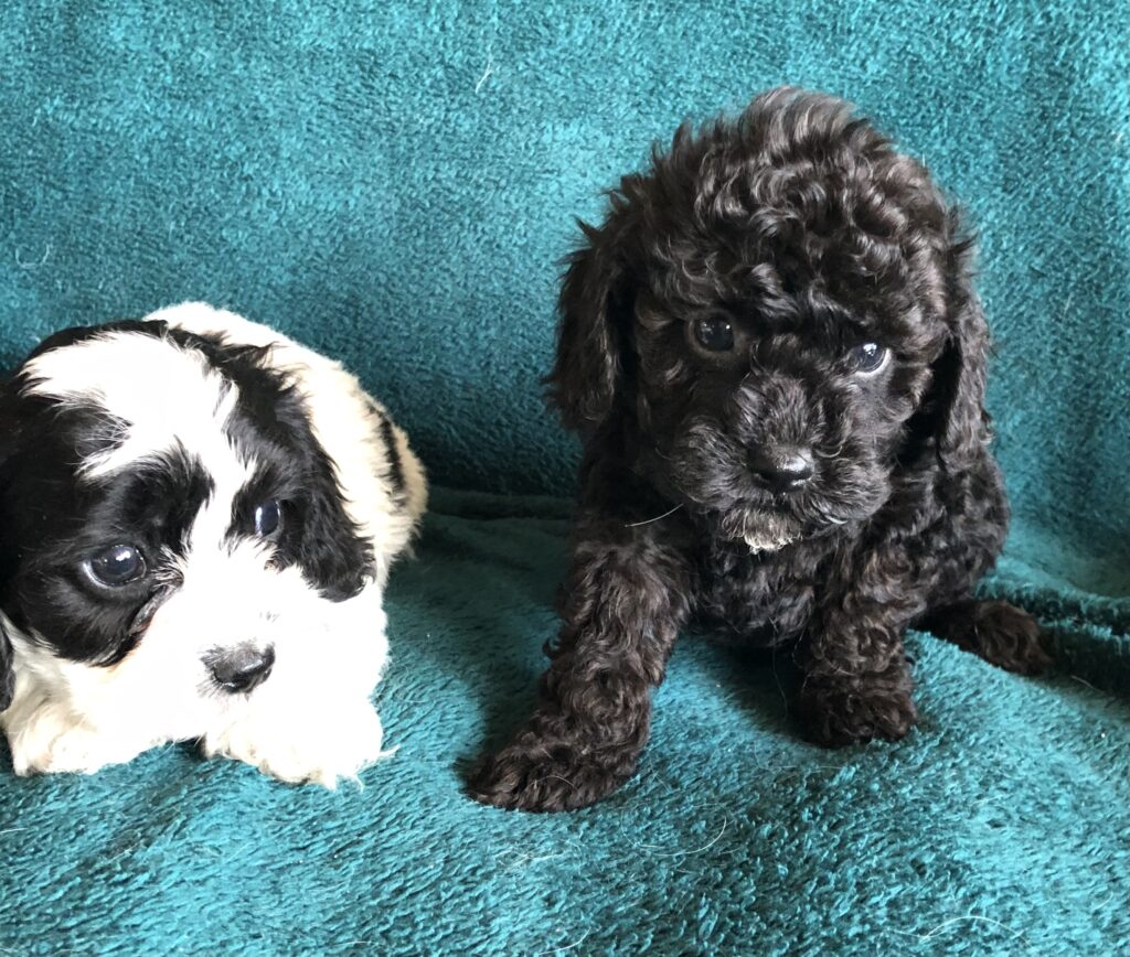 Rainas black and white boy, and black boy, photo taken 4-10-25