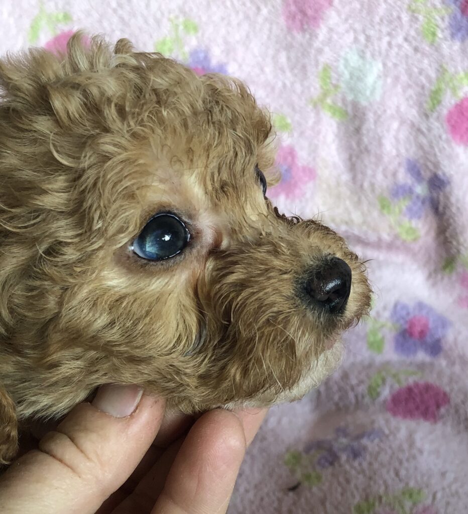 Rainas red girl, has some blue in both eyes, photo taken 4-10-25