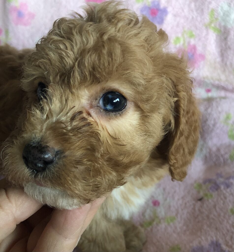 Rainas red girl, has some blue in both eyes, photo taken 4-10-25
