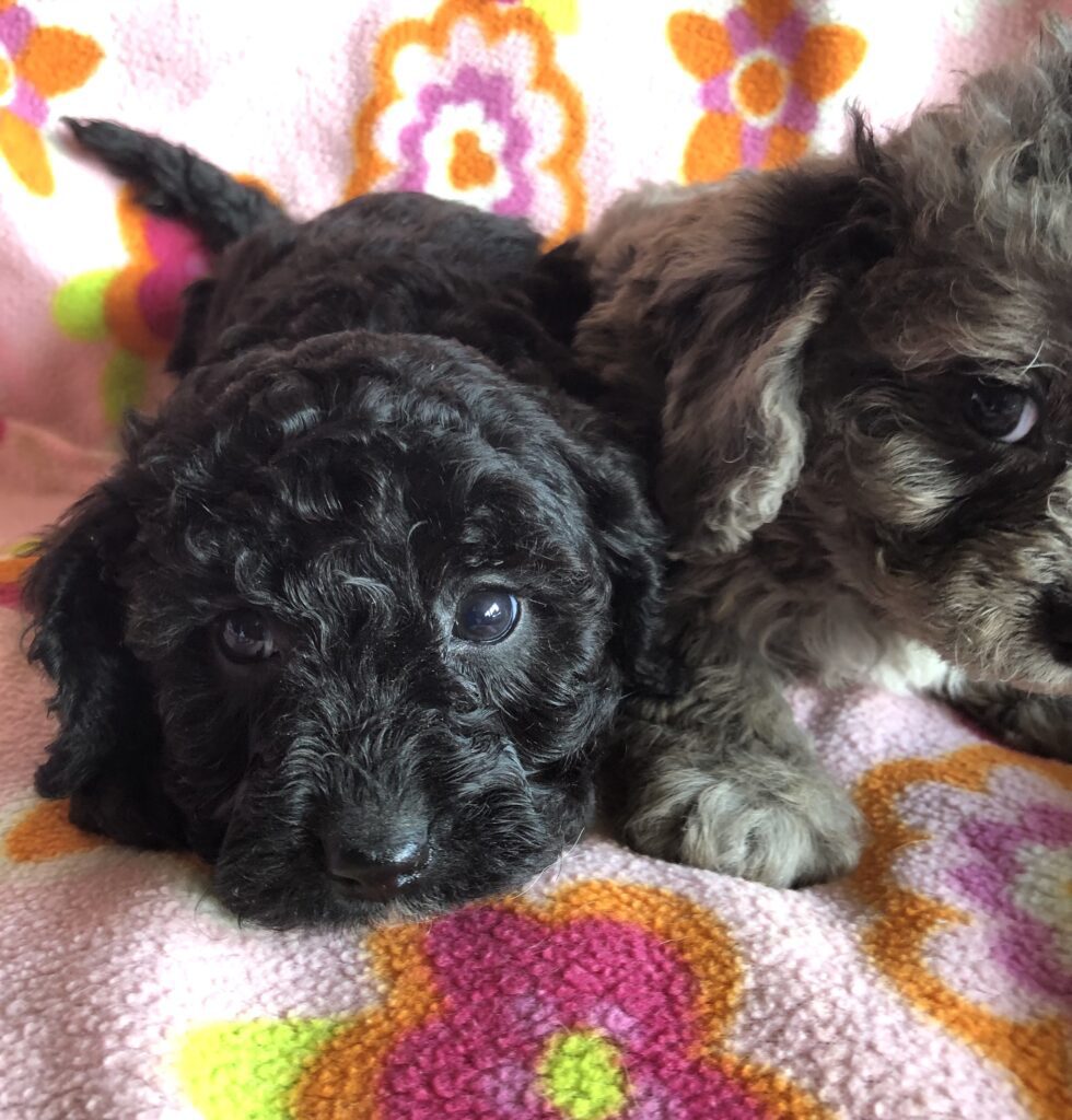 Rainas black girl, and blue merle girl, photo taken 4-10-25