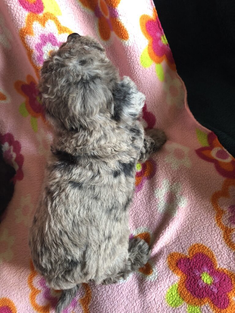 Rainas blue merle girl, photo taken 4-10-25