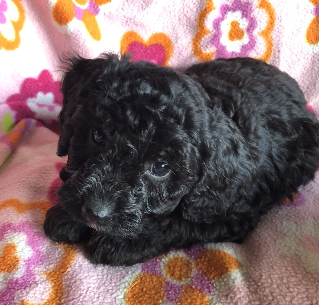 Rainas black girl, photo taken 4-10-25
