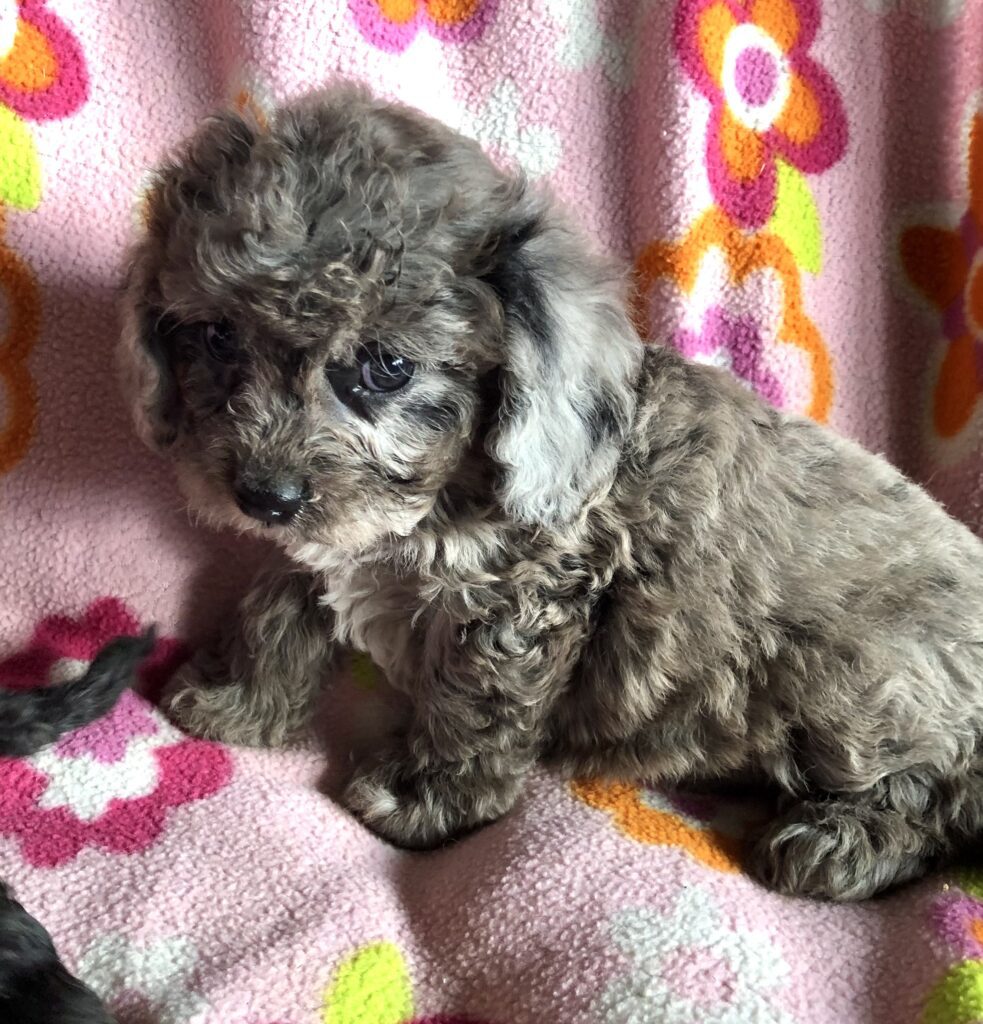 Rainas blue merle girl, photo taken 4-10-25