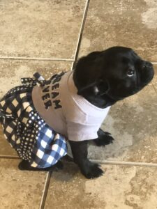mirco frenchie, Paris. 6 months and only 10 pounds. email for price, housebroken and peepad trained.