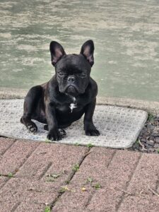 Paris, 7 months old