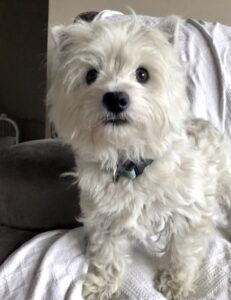 Beretta, daughter of Colt and Brooke