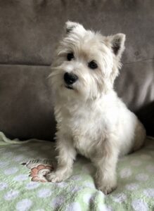 Lulu, daughter of Pistol and Louanne