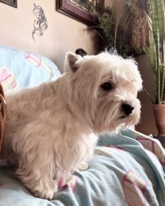 Zeke, son of Briggs, (I didnt have his mother)