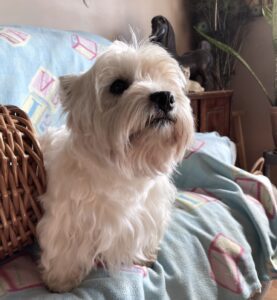 Zeke, son of Briggs, (I didnt have his mother)