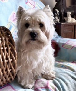 Zeke, son of Briggs, (I didnt have his mother)