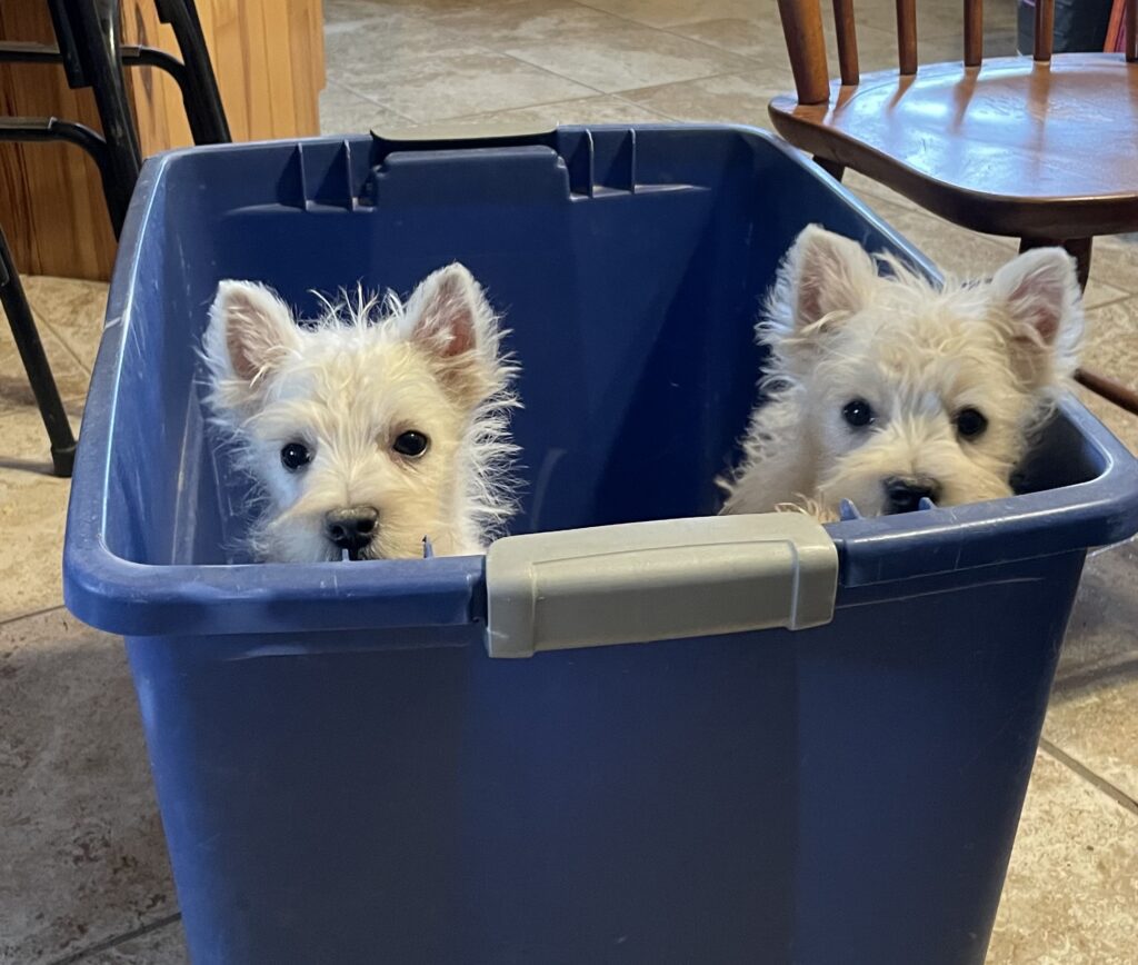 Photo taken 9-24-26 of the boys, 1 is available, other has gone to his new home.