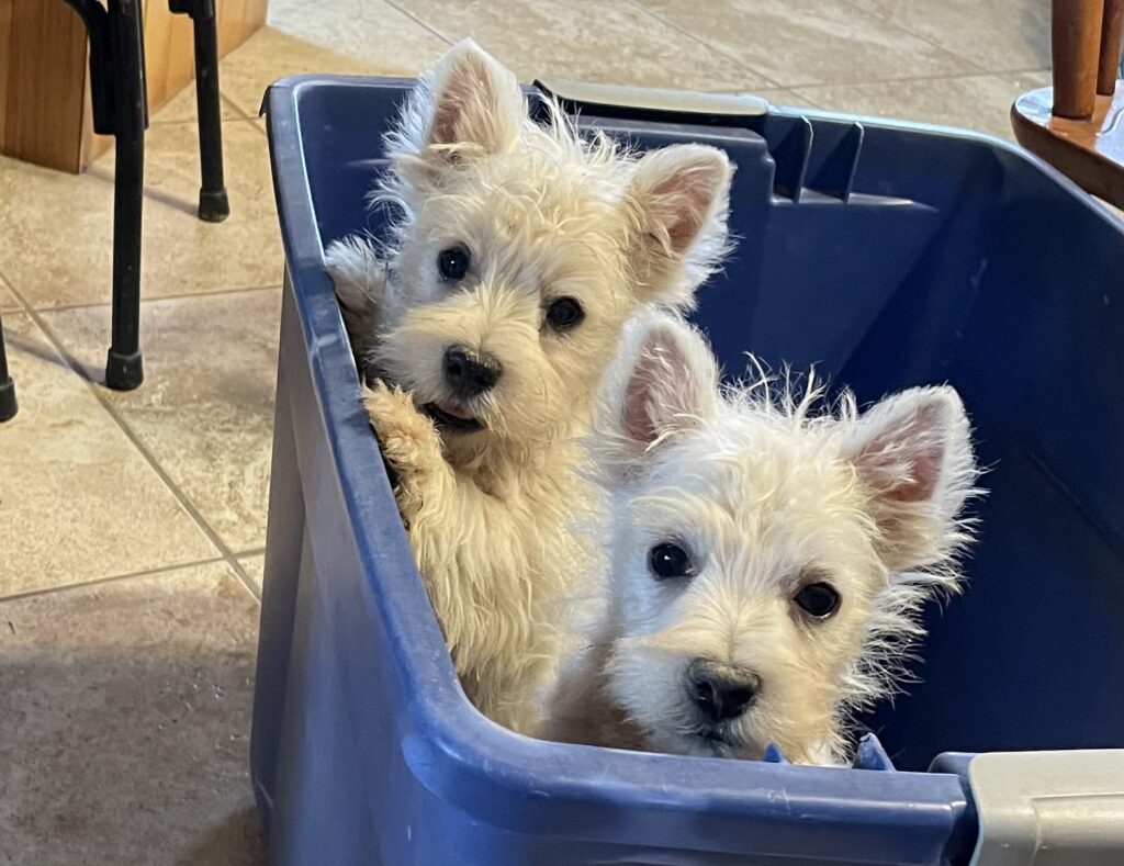 Photo taken 9-24-26 of the boys, 1 is available, other has gone to his new home.