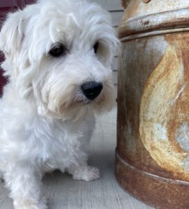 Available and retiring in 2027. Adeline, Daughter of Ernie and Annablelle. (ears were up but another dog beat her up and damaged the cartilage so they dont stand up anymore.) OFA eyes