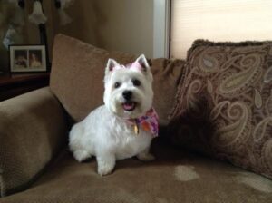 Old photo from 2012. Lori, in her new home with professional grooming. Parents are Cole and Lucy, she retired in 2012.