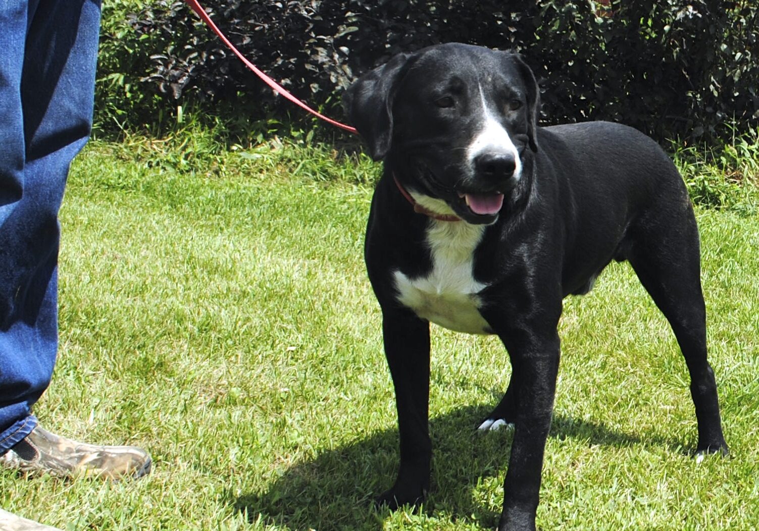 Rescue Dogs for Adoption in IL
